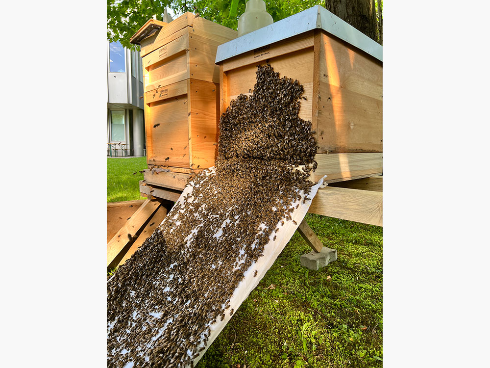 Bienen, Bildnachweis: DPMA