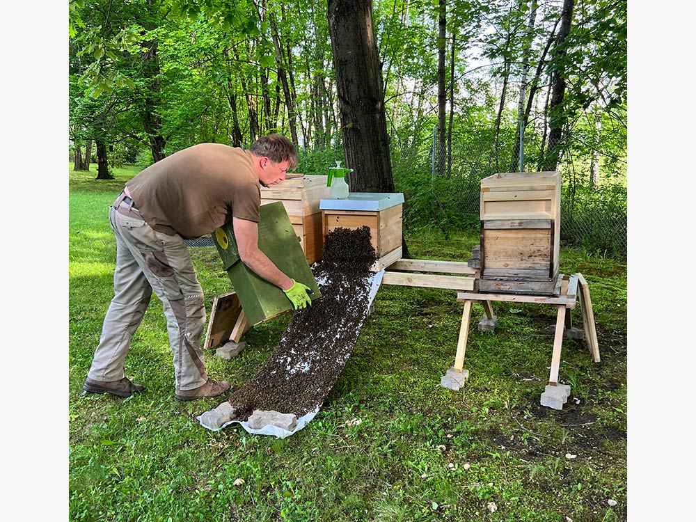 Bienen, Bildnachweis: DPMA