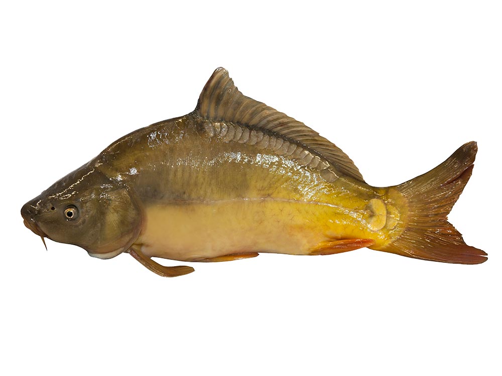 Peitzer Karpfen, Photo: © Klaus Zinnecker Peitzer Karpfen, Photo: © Klaus Zinnecker