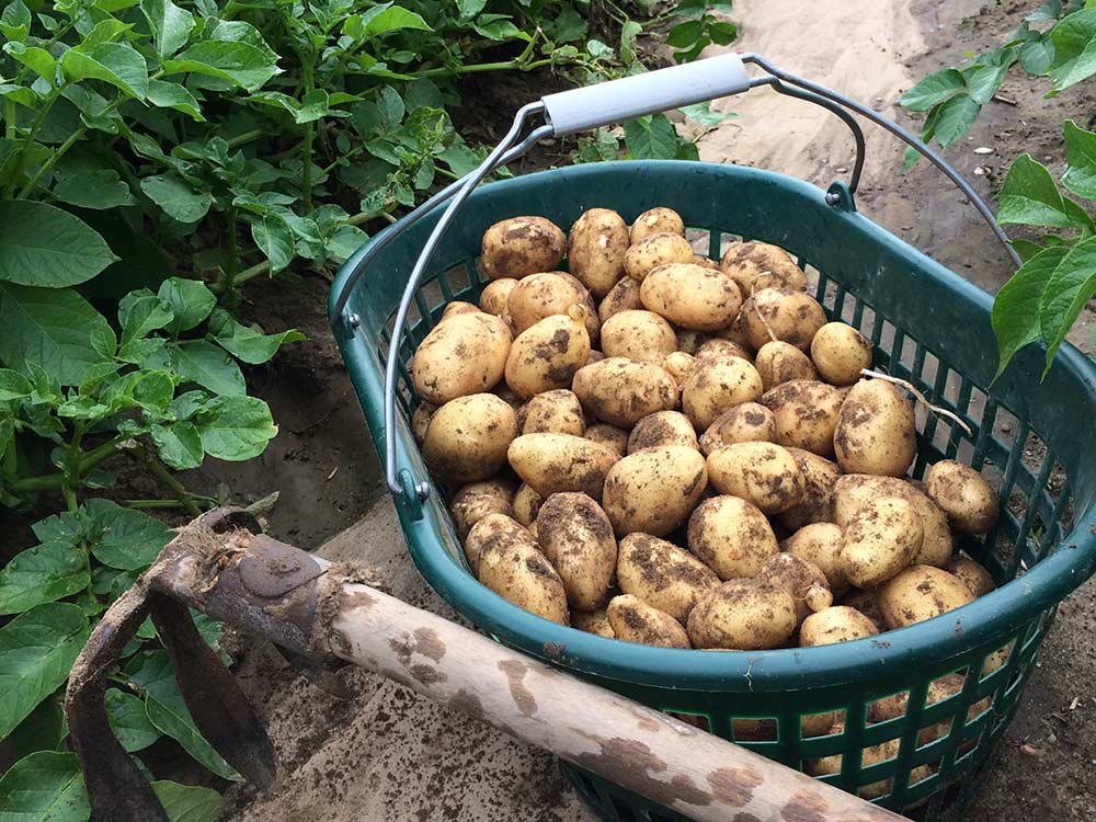 Lüneburger Heidekartoffeln, Photo © Marketinggesellschaft der niedersächsischen Land- und Ernährungswirtschaft e. V.