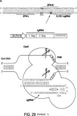 CRISPR gene scissors: Drawing from DE202013012242U1