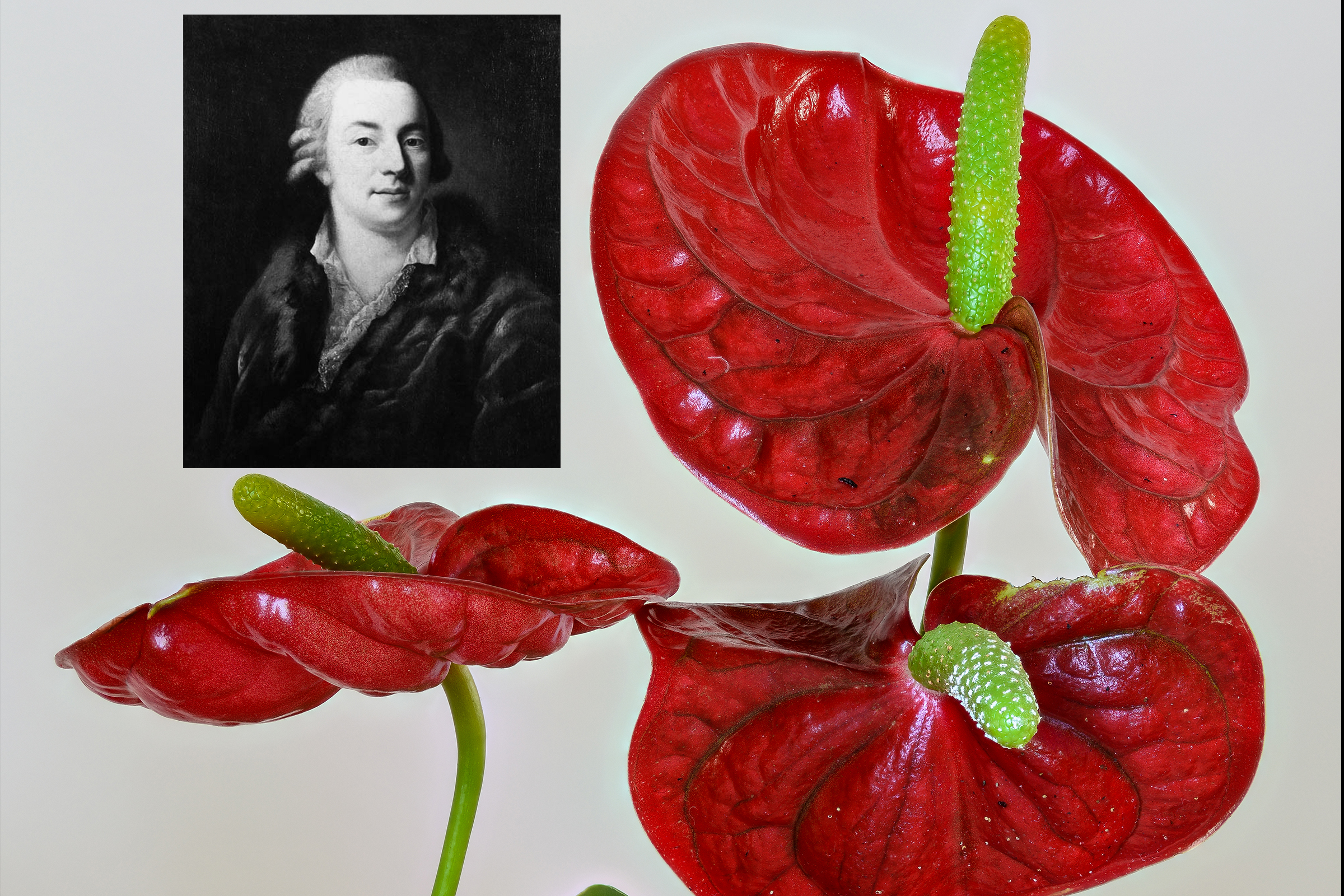 Porträt Casanova und Anthurium-Blume