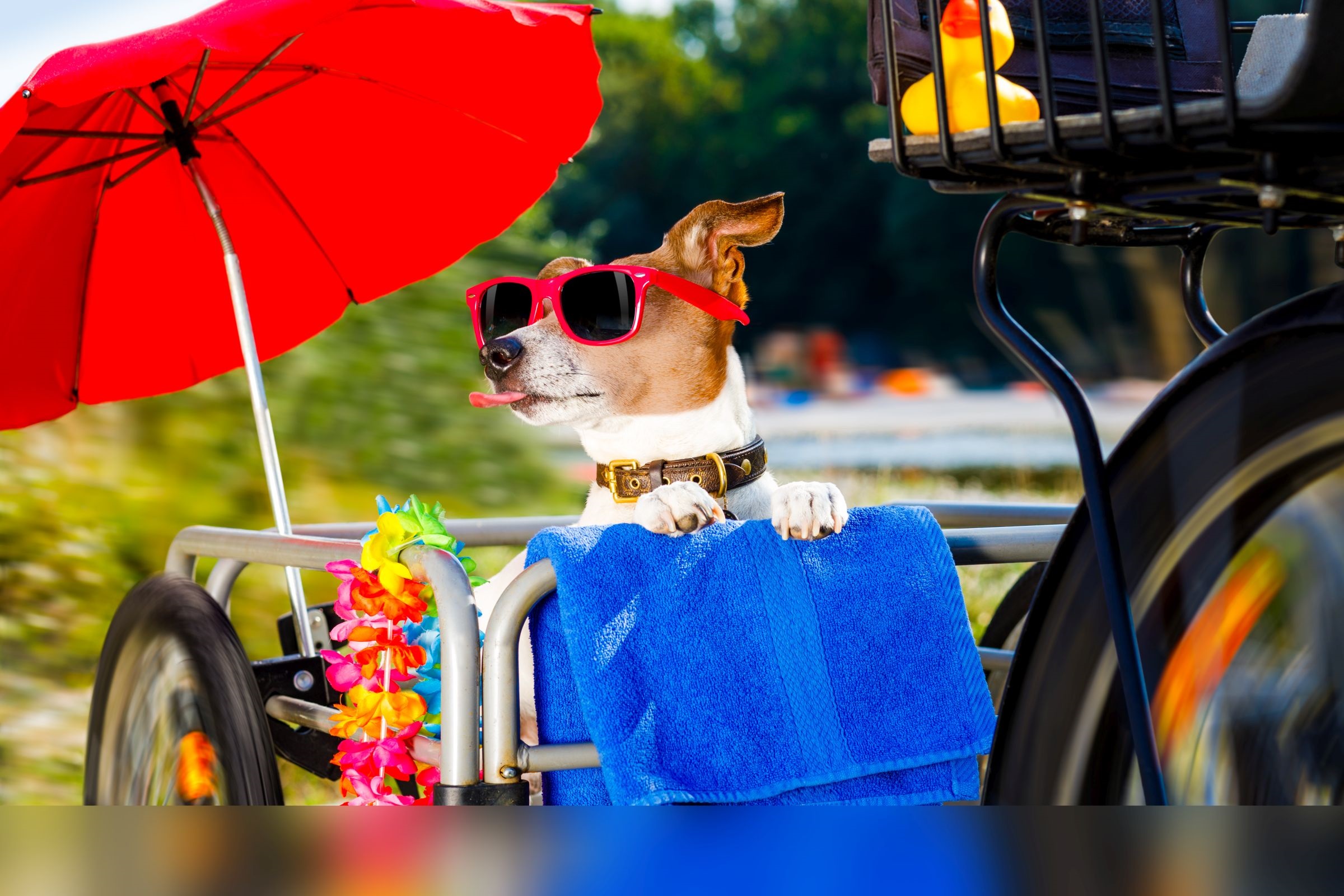 Dog wearing sunglasses is sitting on a bike trailer under a parasol
