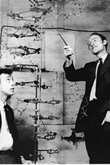 James Watson (links) und Francis Crick präsentieren ihr DNA-Modell