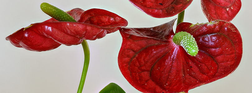 Large flamingo flower