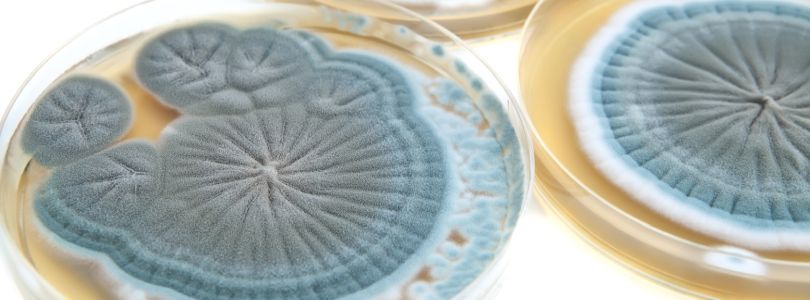 Penicillin mould in Petri dihes