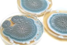 Penicillin moulds in Petri dishes