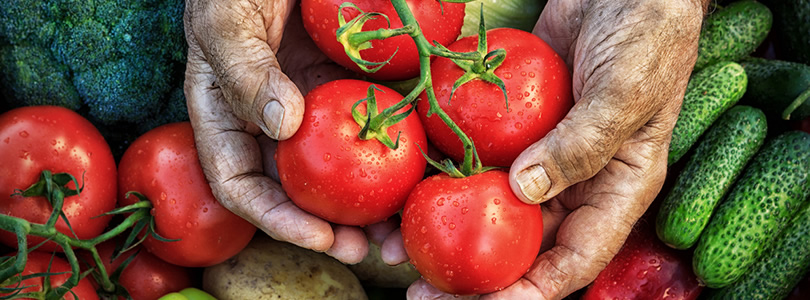 Hände reichen Tomaten