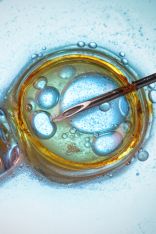 Pipette wird auf Zelle im Reagenzglas gedrückt