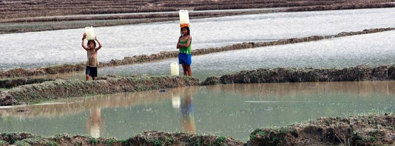 Rice terrace in Timor