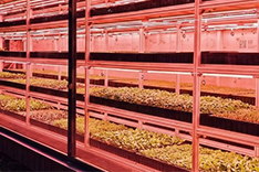 Der CLF Growth Container